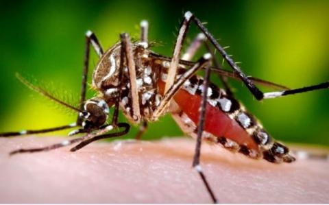 Dengue yatikisa tena Dsm na Tanga,307 wathibitishwa kuambukizwa ITV ...